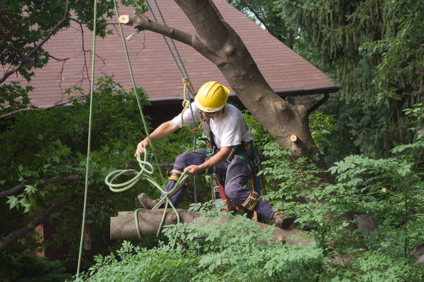 Best Soil Testing and Treatment  in Westmont, PA