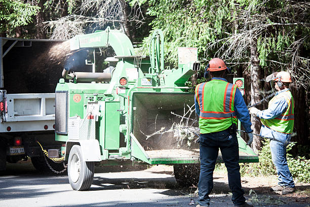 How Our Tree Care Process Works  in  Westmont, PA