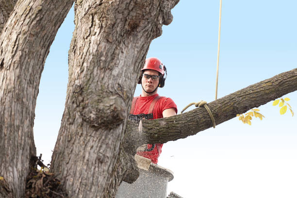 Best Arborist Consultation Services  in Westmont, PA