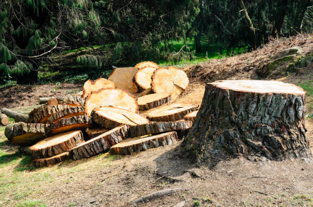 Best Utility Line Clearance  in Westmont, PA